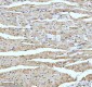Anti-UQCRFS1 Rabbit Monoclonal Antibody